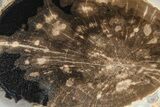 Petrified Wood (Schinoxylon) End-Cut - Blue Forest, Wyoming #362454-1